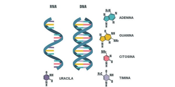 Trabalho de Biologia sobre DNA e RNA