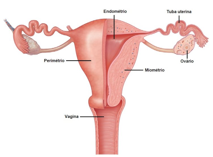 Trabalho sobre Anatomia do Aparelho Genital Feminino