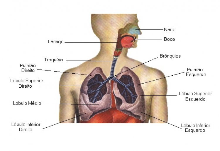 Trabalho sobre o Sistema Respiratório