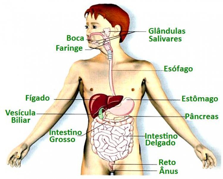 Resumo sobre o Sistema Digestivo