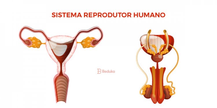 Resumo sobre o Sistema Reprodutor