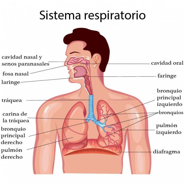 Resumo sobre o Sistema Respiratório