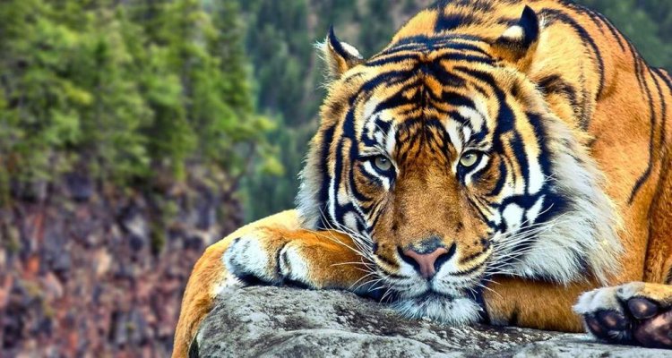 Trabalho sobre os Tigres Asiáticos