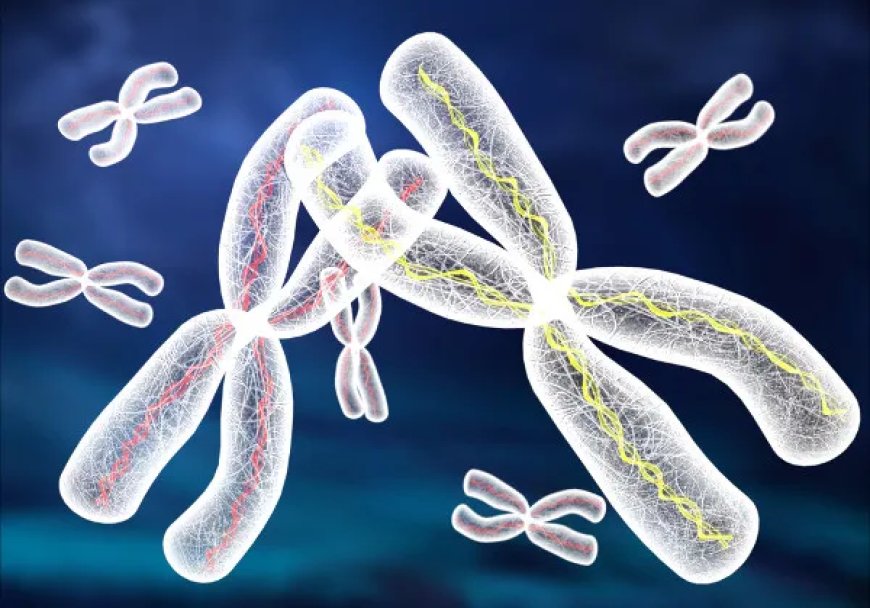 Trabalho sobre as Aberrações Estruturais dos Cromossomos